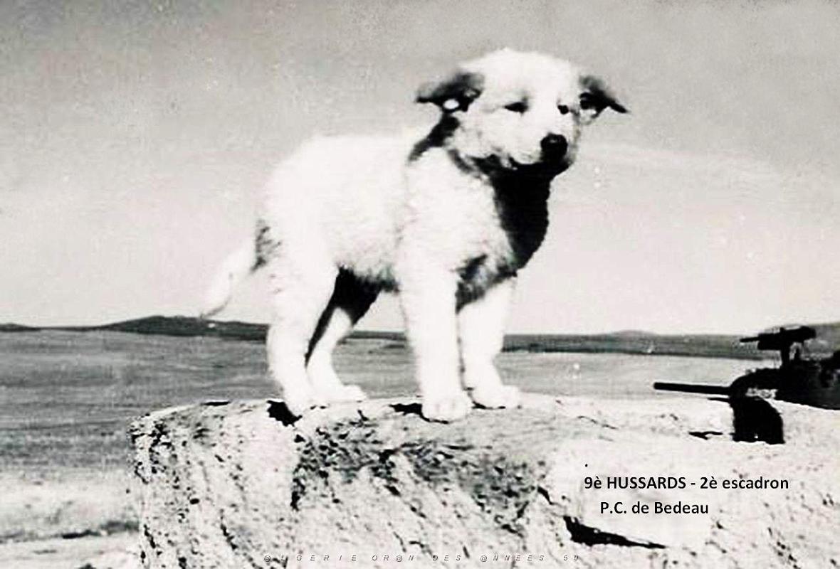 CHIEN 1.jpg